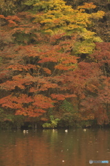 紅葉