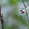蜘蛛の巣