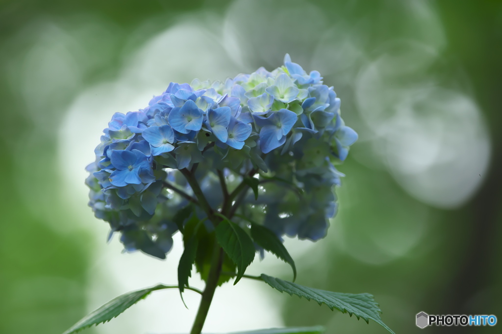 雨引観音の紫陽花　　に