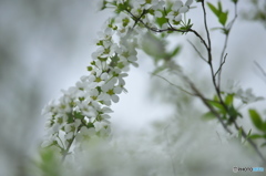 近くの大きな公園の雪割草