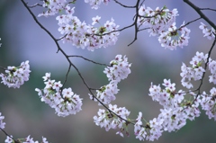 花満開ソメイヨシノ　参