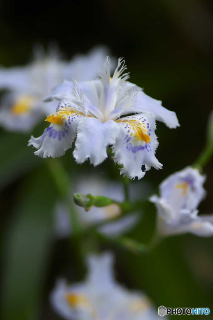 知人の庭に咲いていたシャガ