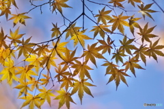 公園の紅葉