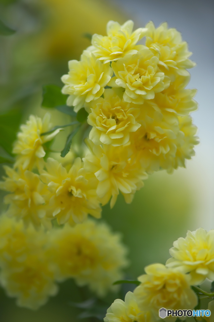 近くの公園に咲いていた木香薔薇