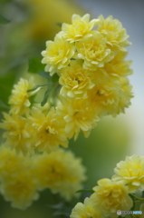 近くの公園に咲いていた木香薔薇