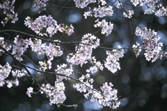 磯部の桜