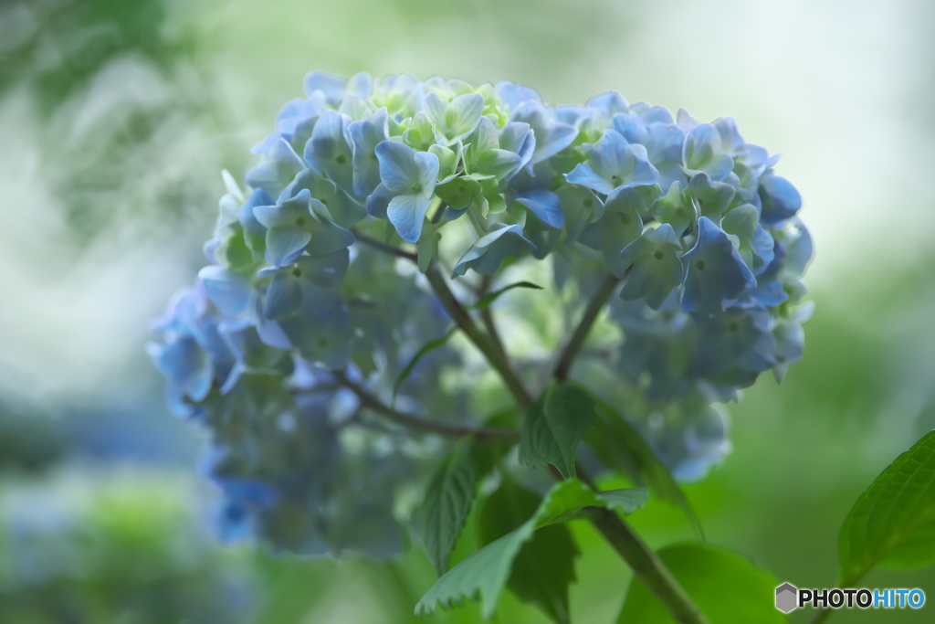 雨引山樂法寺の紫陽花  ｃ