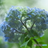 雨引山樂法寺の紫陽花  ｃ
