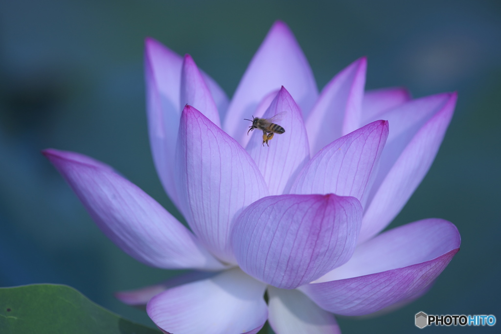 蜜蜂