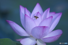 蜜蜂