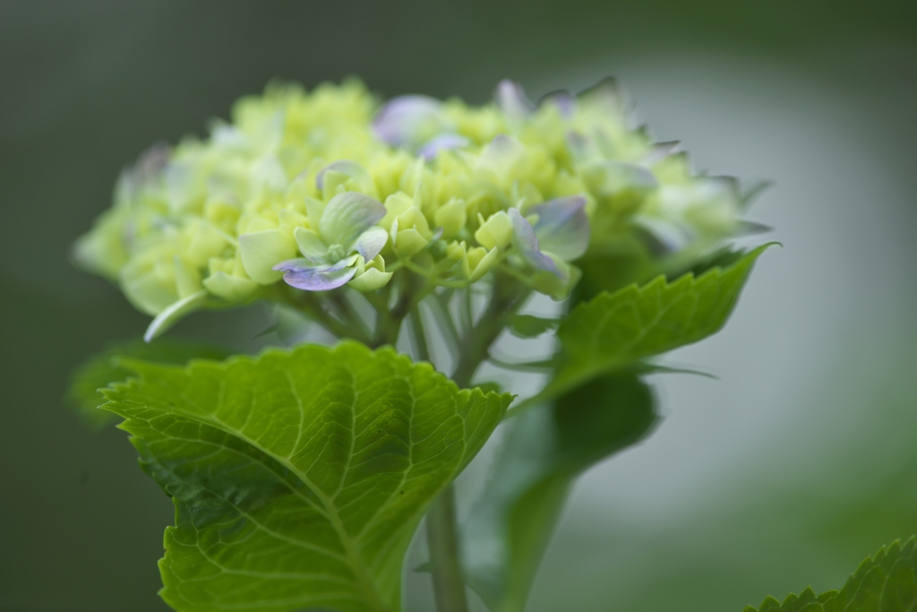 雨引観音楽法寺のアジサイ　Ⅰ