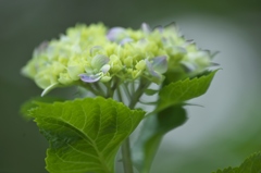 雨引観音楽法寺のアジサイ　Ⅰ