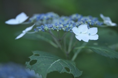 雨引観音の紫陽花　は