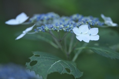 雨引観音の紫陽花　は