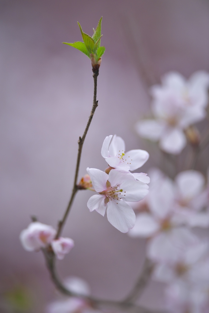 近くのお寺の花　四