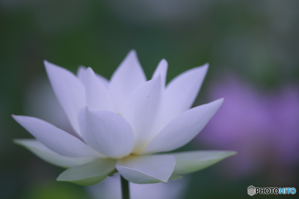 台風一過のハス田　ニ