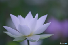 台風一過のハス田　ニ
