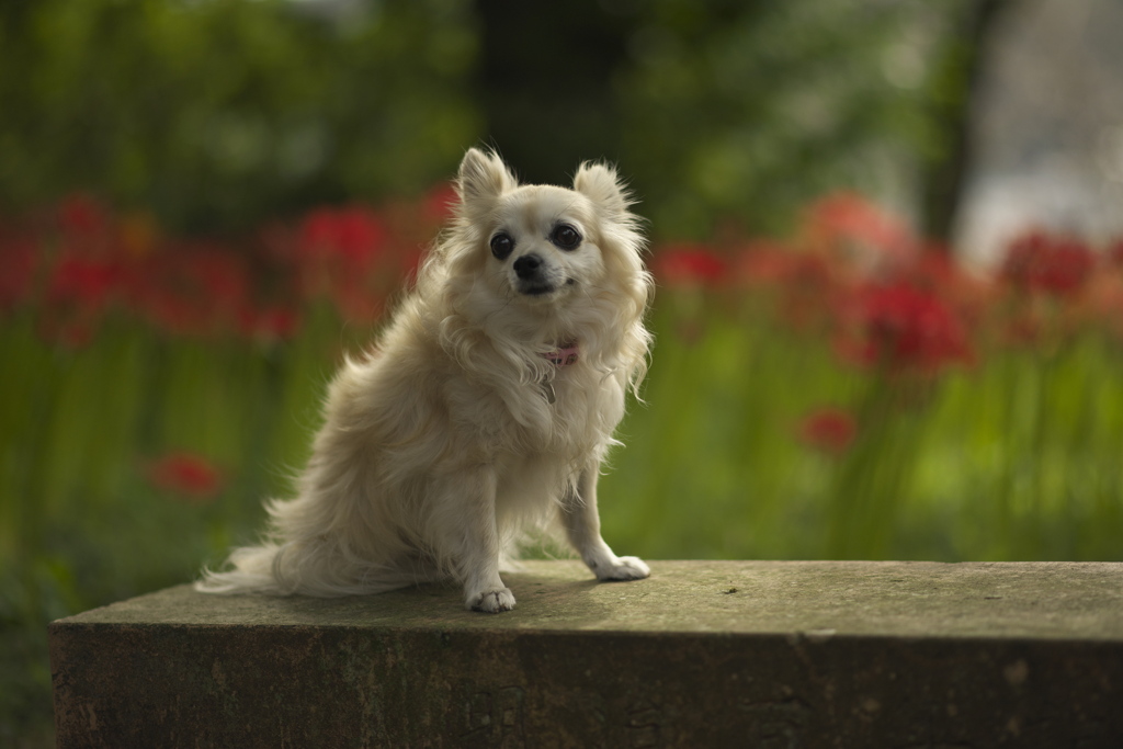 ヒガンバナ犬