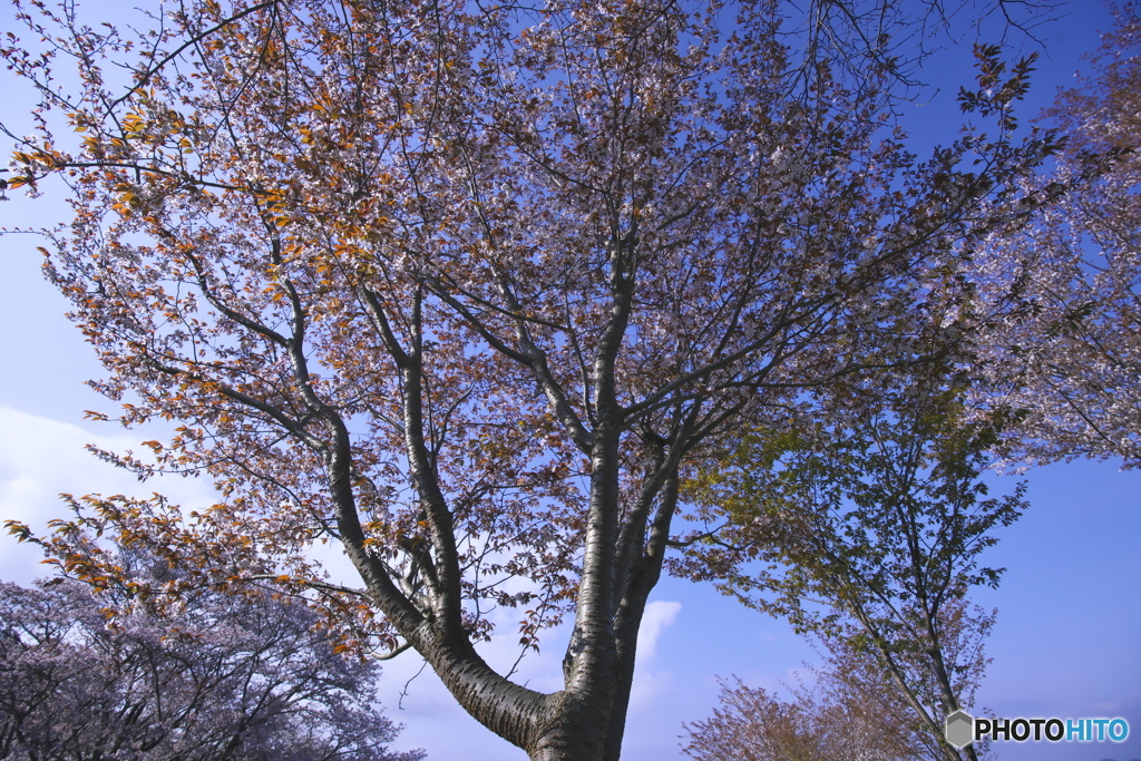 沓掛峠の山桜　イ