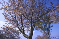沓掛峠の山桜　イ