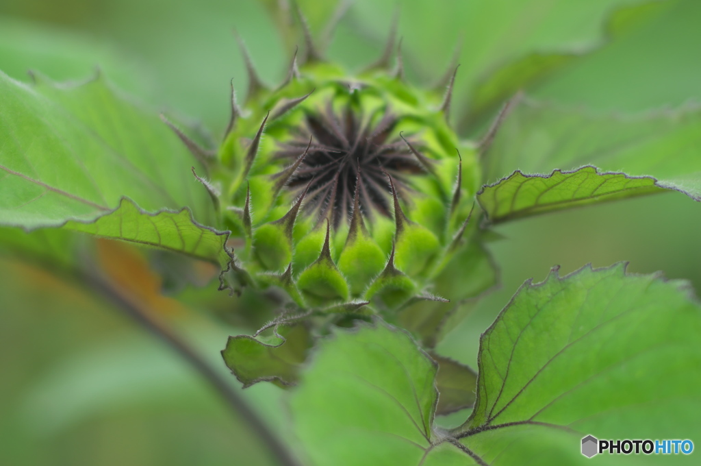 ヒマワリ　スタンバイ