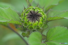 ヒマワリ　スタンバイ