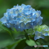 雨引山樂法寺の紫陽花　壱