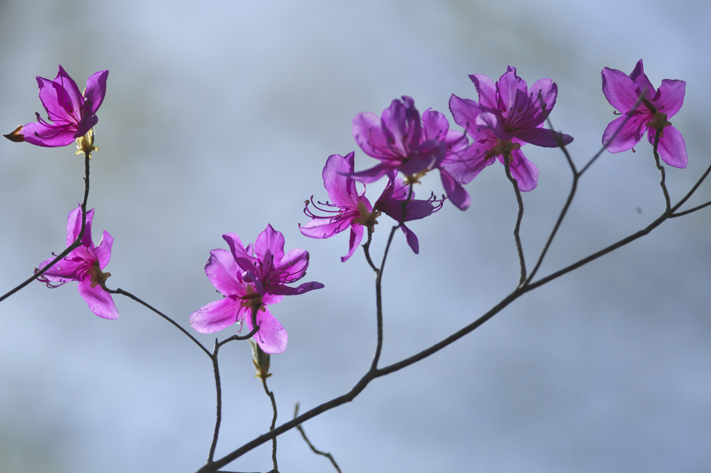 東国三つ葉躑躅