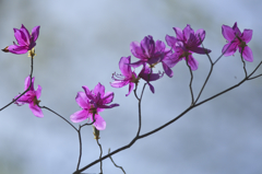 東国三つ葉躑躅