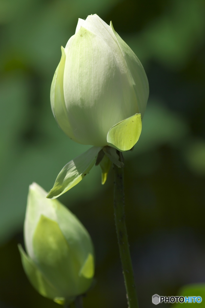 偶然見つけたハス田　Ⅲ