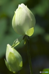 偶然見つけたハス田　Ⅲ