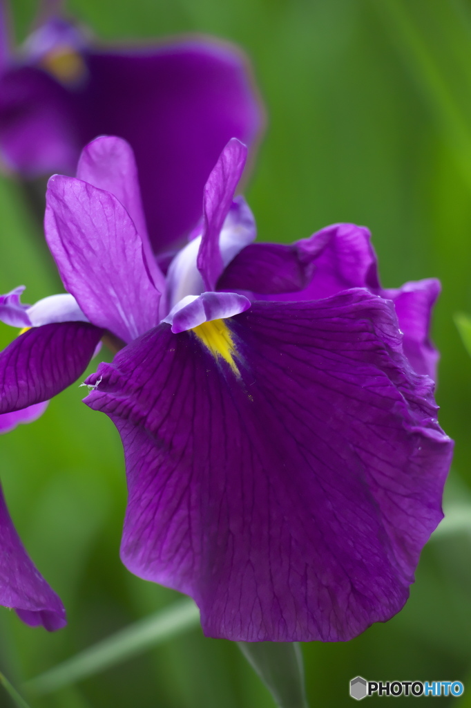 毛越寺のカキツバタ　　ろ