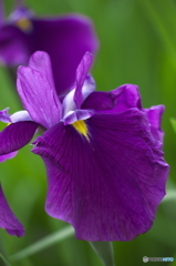 毛越寺のカキツバタ　　ろ