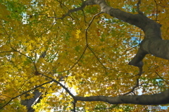 観音沼森林公園 観音沼森林公園