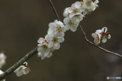 近くのお寺の白梅