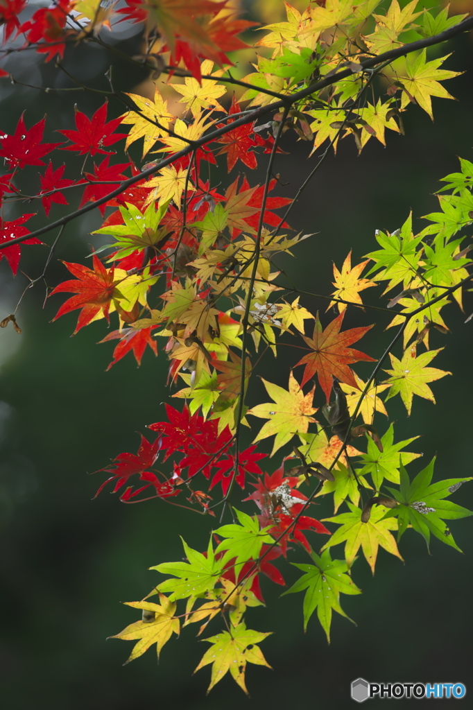 紅葉