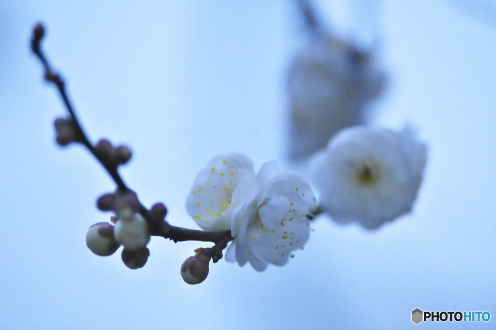 公園の白梅