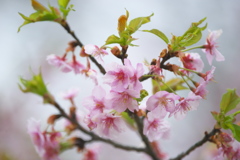 早咲きの桜