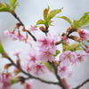 早咲きの桜