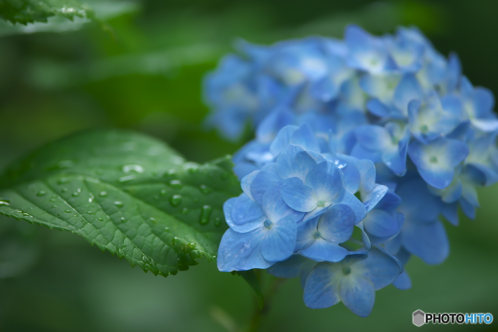 雨引観音の紫陽花　ロ