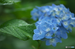 雨引観音の紫陽花　ロ
