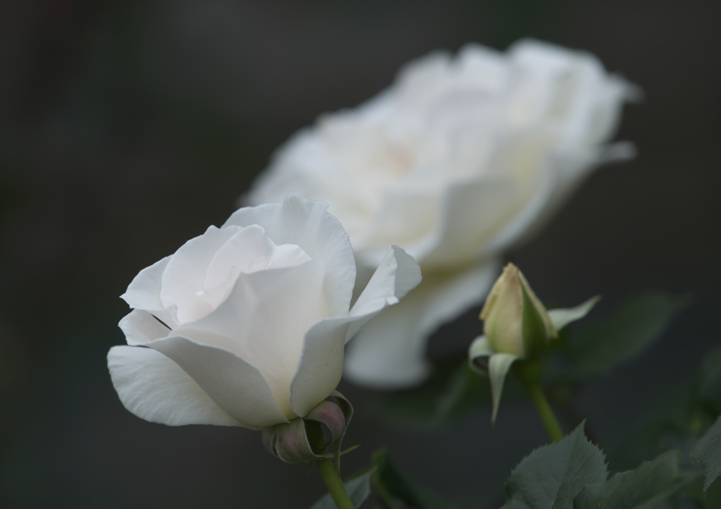 薔薇　い