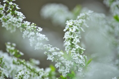 公園のユキヤナギ