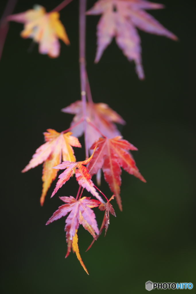 里山の紅葉
