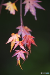 里山の紅葉
