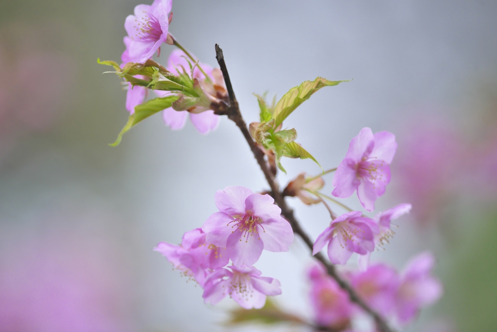 春爛漫の桜色　八