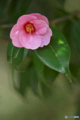 公園の椿