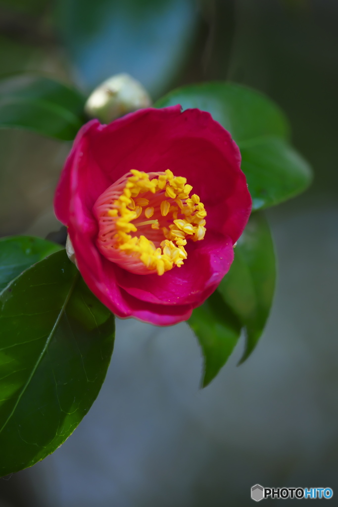 冬の花