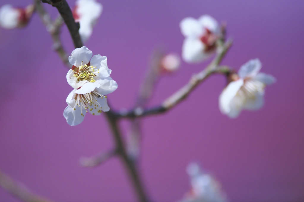見に来る人も少ないのに咲いている白梅　弐