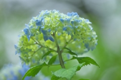 雨引観音楽法寺のアジサイ　Ⅳ